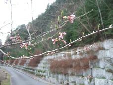 ４・４桜.JPG